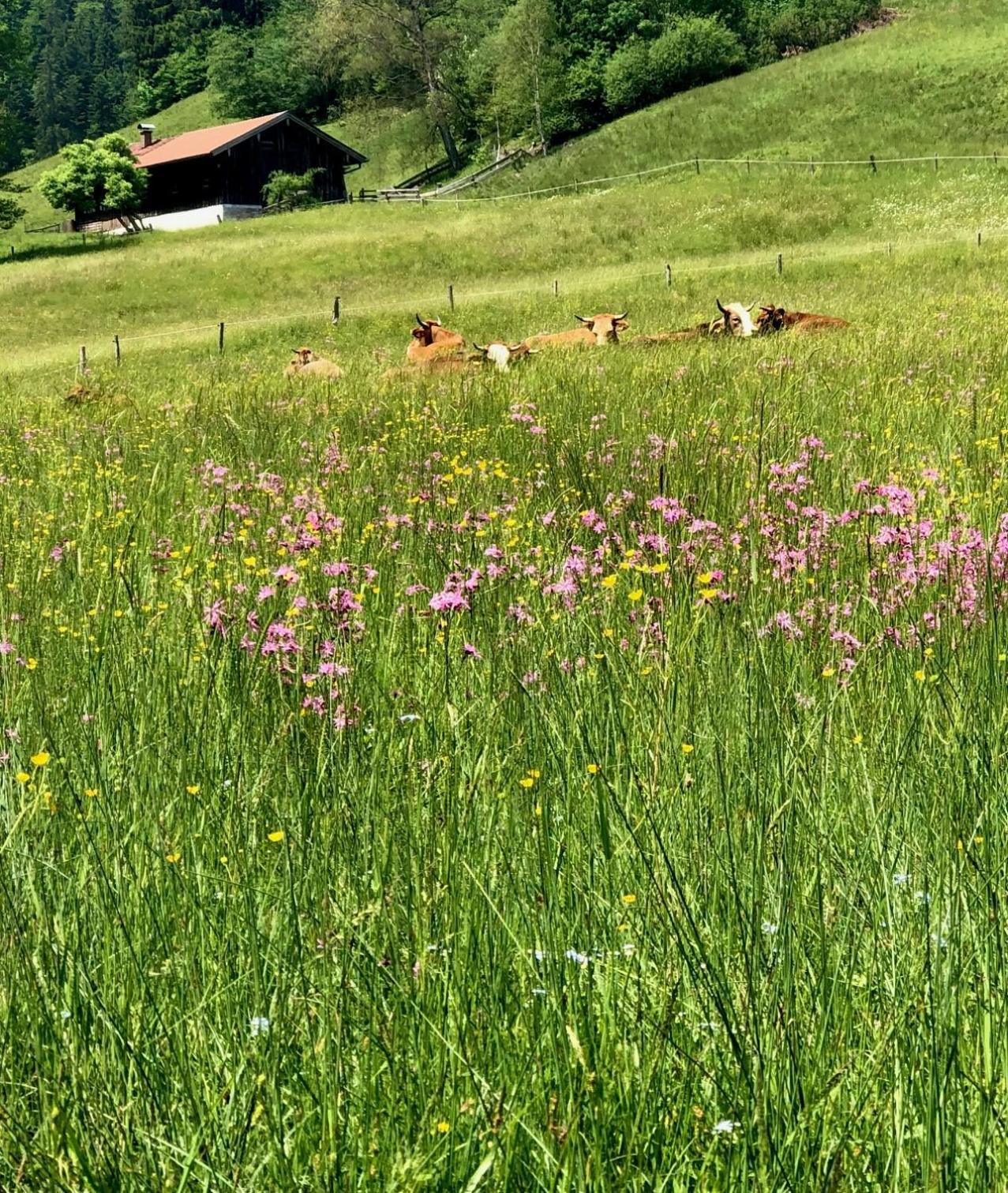 Alpenoase Schliersee - Grosse Suite Mit Sauna Oder Gemuetliche Studio Appartements ห้อง รูปภาพ